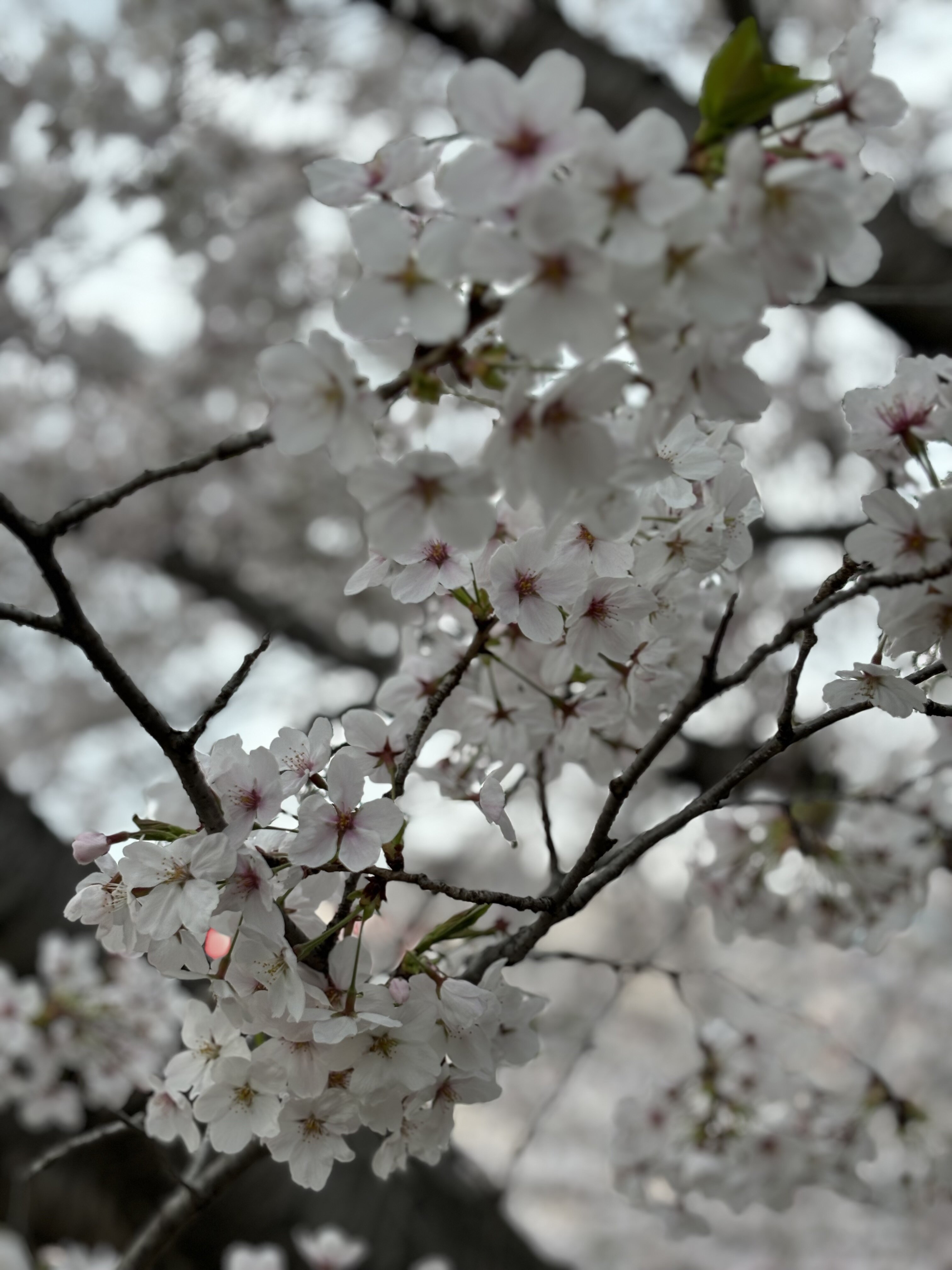 企業ガバナンスなどCIAでこれまでに学んだ知識の復習、再確認など、CFEの学習を通じて多くのメリットがあったと考えます。