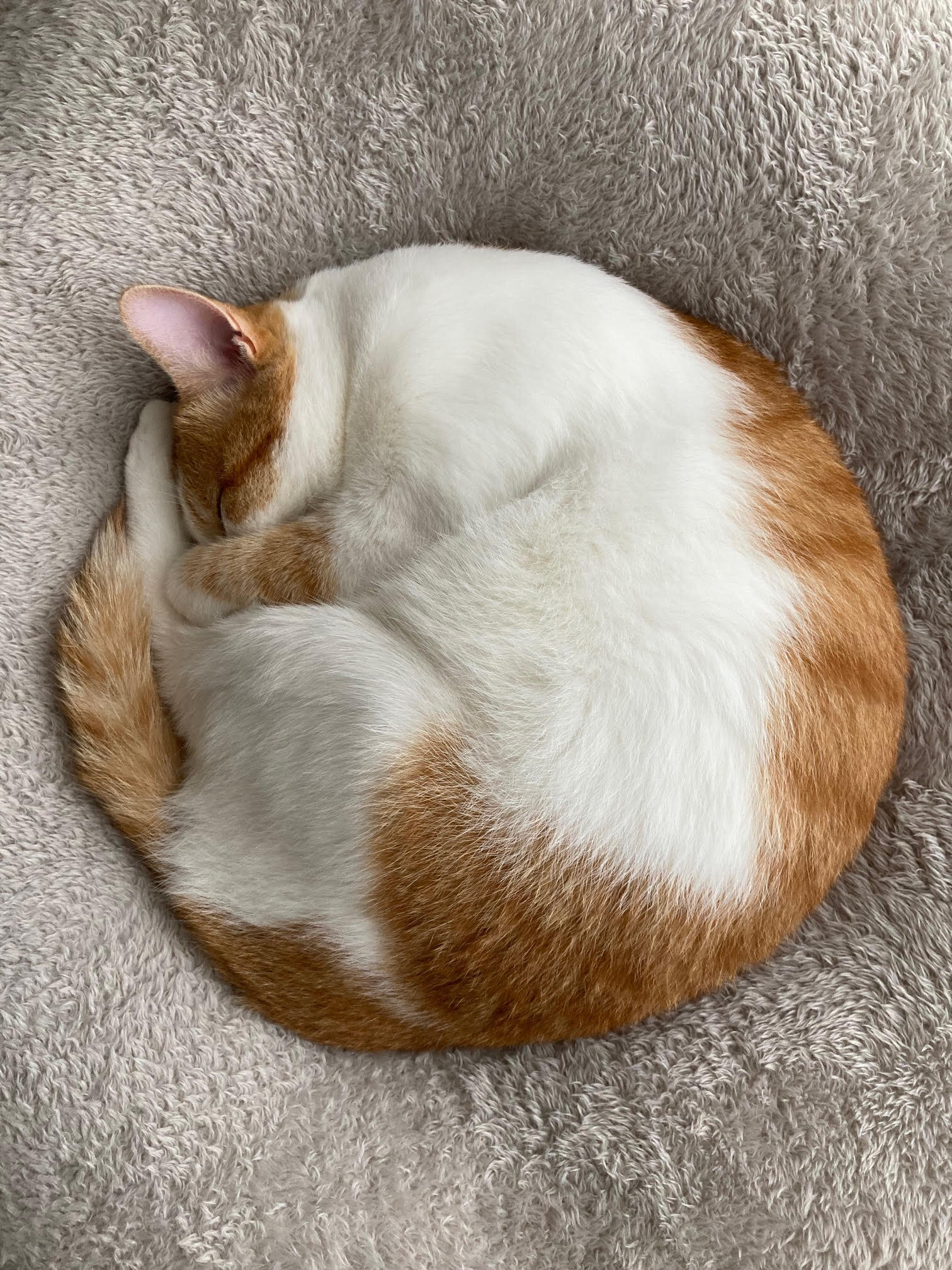 内部監査部の中でも資格ホルダーとして特定の業務に携われたり、信頼を得る事ができるようになった気がします。